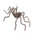 50 Inch Hairy Spider - US 5216