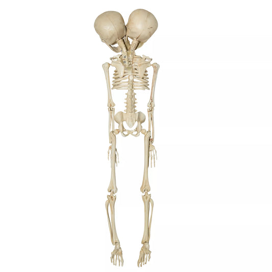 20 Inch Two-Headed Skeleton - US 1842