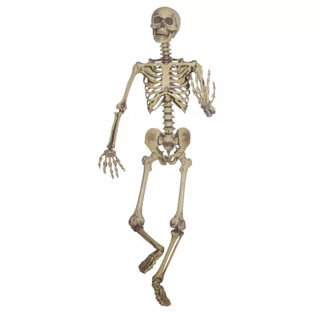 5 Ft Poseable Skeleton - US 6528