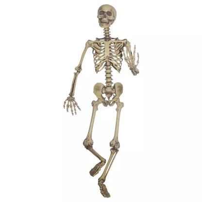 5 Ft Poseable Skeleton - US 6528
