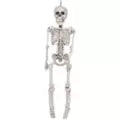 3 Ft Plastic Skeleton - US 0294