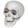 3 Inch Skull - Decorations - US 2904