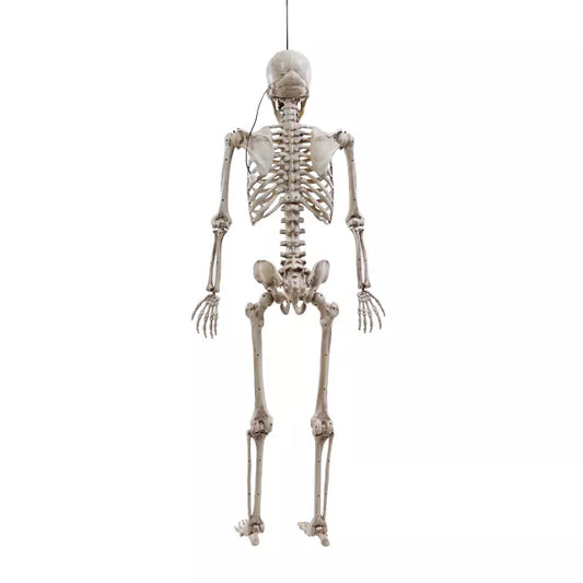 5 Ft Poseable Digieye Skeleton - US 5581