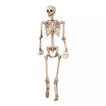 5 Ft Pose 'N' Stay Skeleton - US 5996